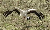 Storch