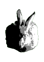Hase